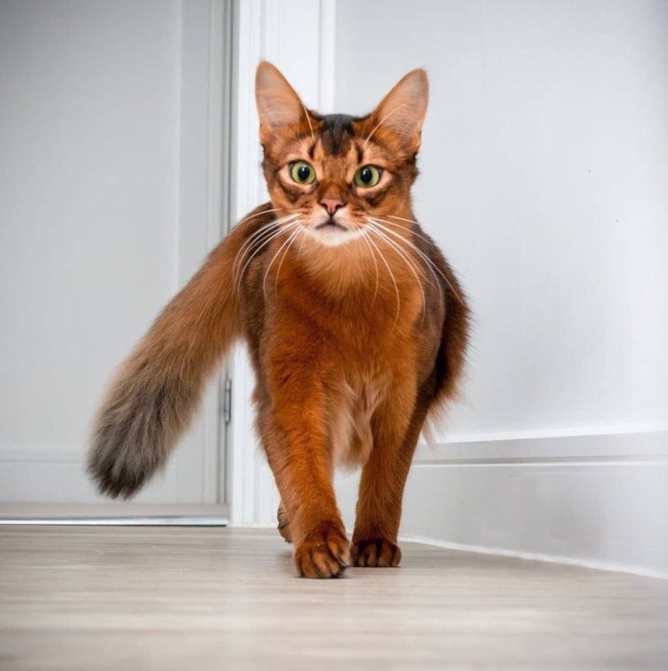 Питомник Татьяна