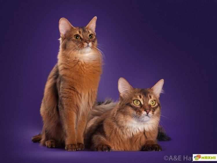 Сомалийская кошка