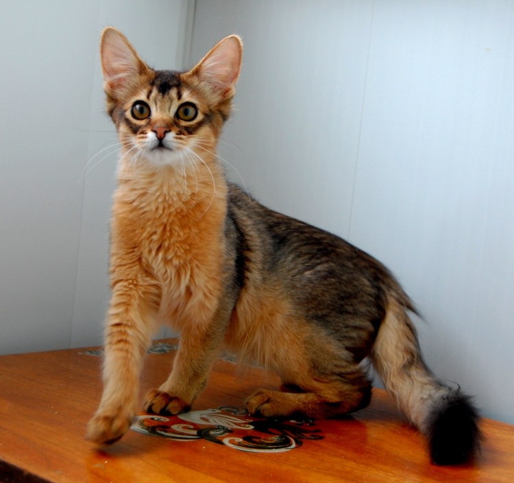 Абиссинская кошка маленькая