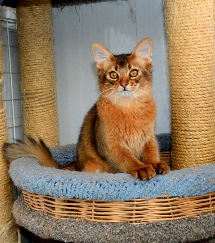 Абиссинская и Сомалийская кошка