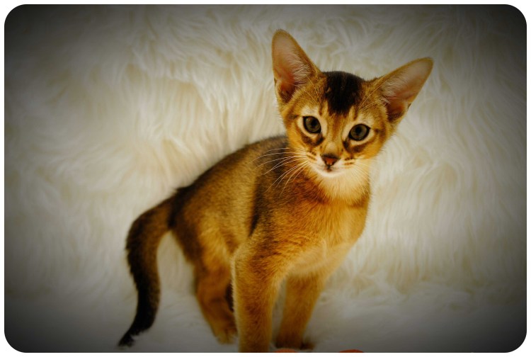 Абиссинская кошка Сомали