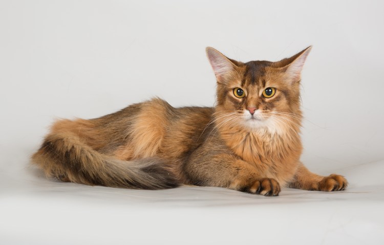 Абиссинская и Сомалийская кошка