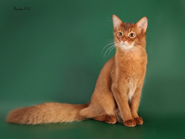 Сомалийская кошка