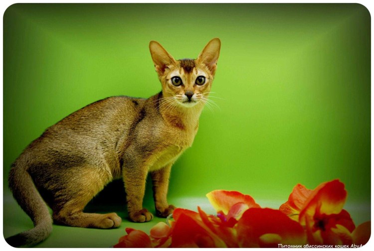 Абиссинский кот чемпион мира
