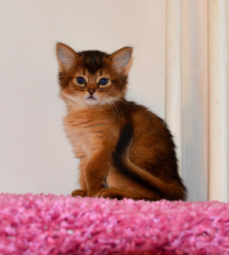 Абиссинская кошка на белом фоне