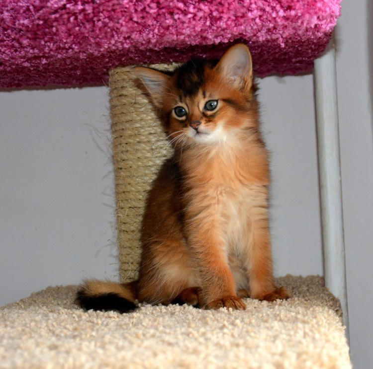 Котята дикого окраса