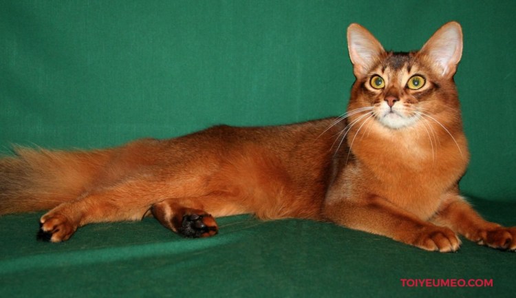 Сомалийская кошка