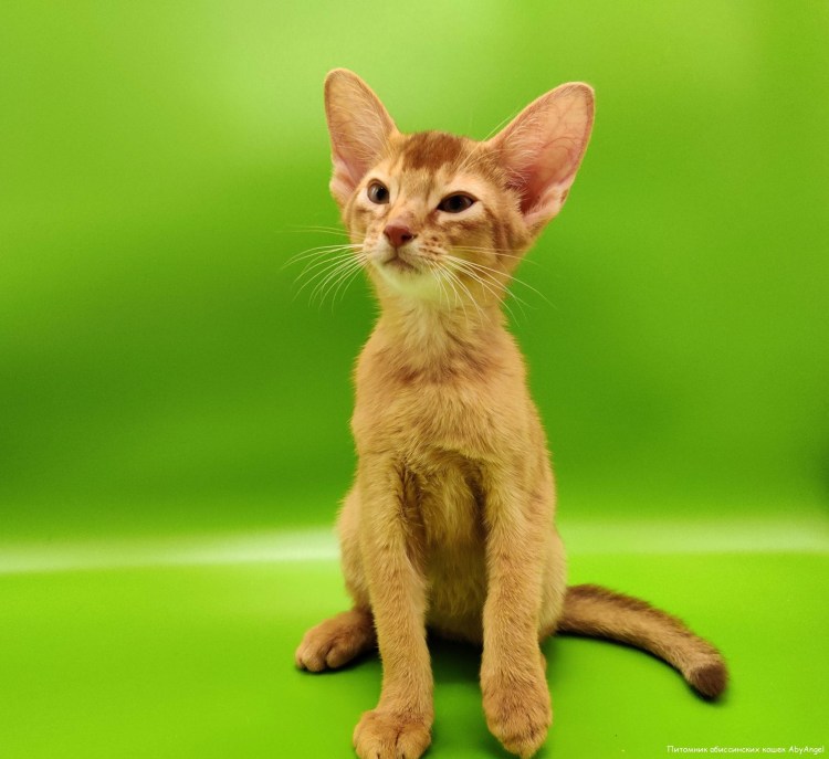 Абиссинская кошка длинношерстная