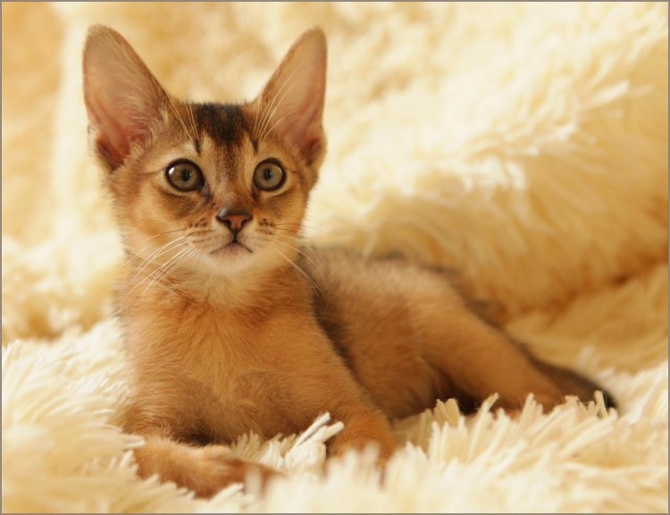 Сомалийская порода кошек