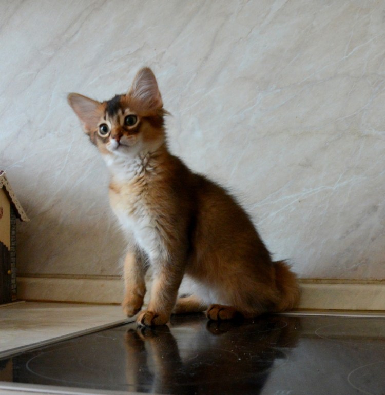 Сомалийская кошка по знаку зодиака