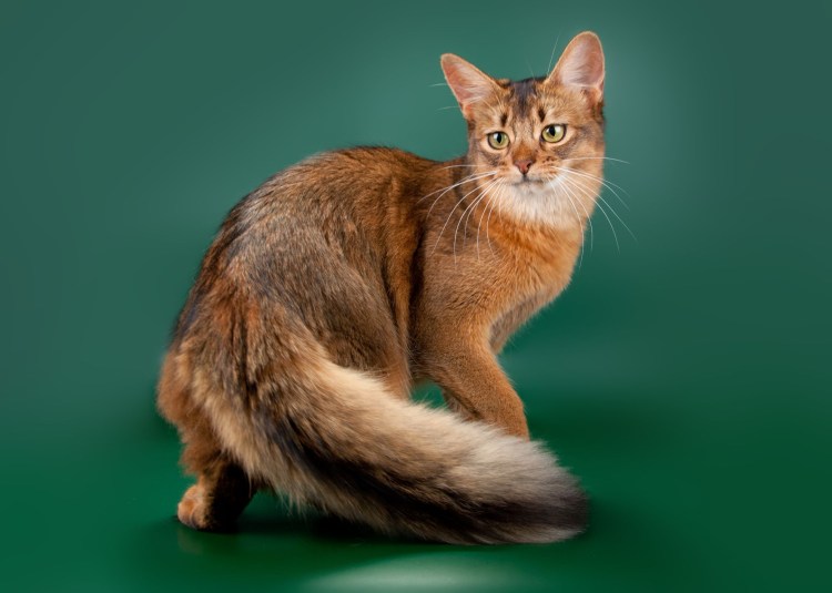 Сомали порода кошек