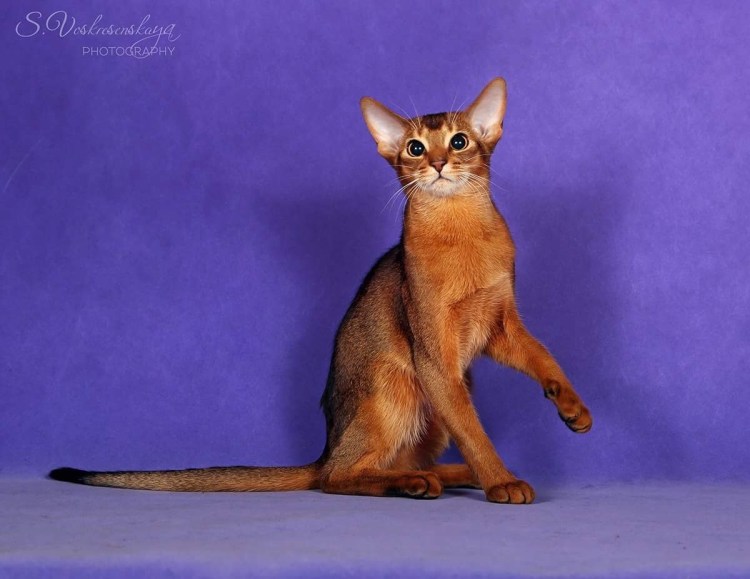 Абиссинская кошка