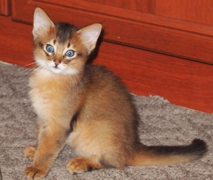 Сомалийская кошка