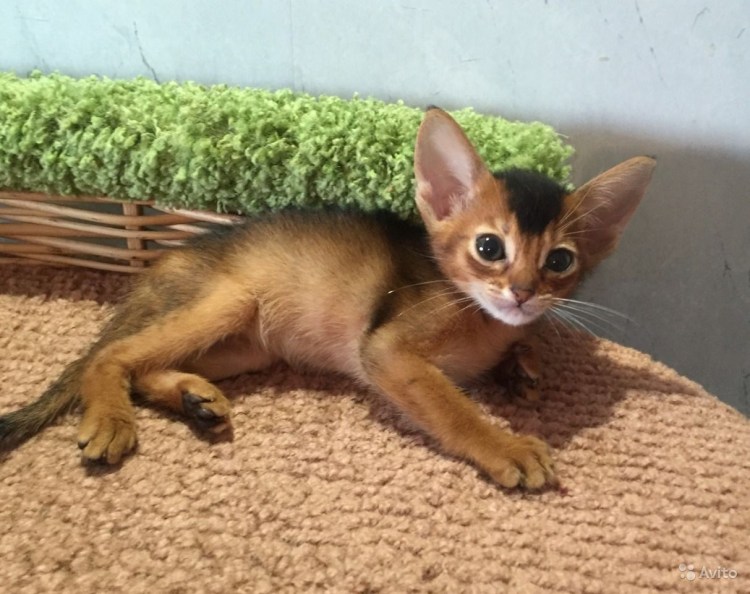 Котята Сомали дикий окрас