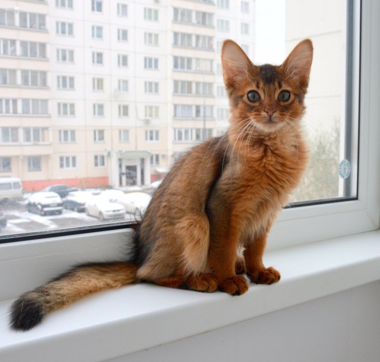 Абиссинская девочка(дикого окраса)