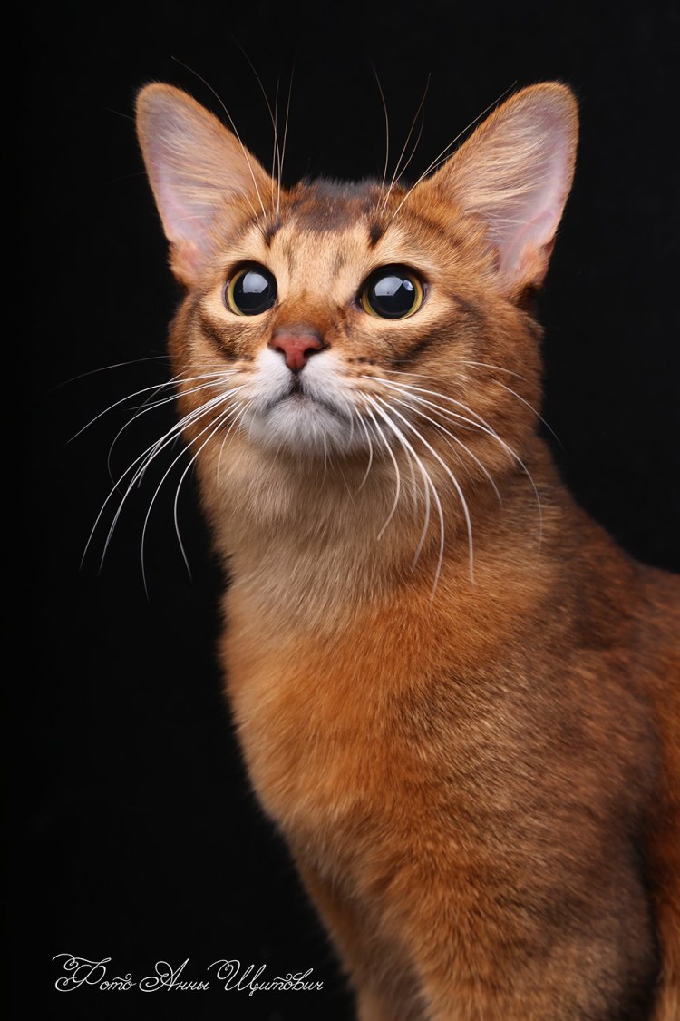 Абиссинская кошка длинношерстная