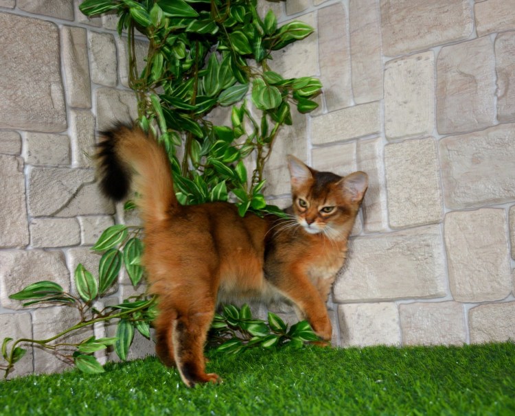 Сомалийская кошка трехцветная