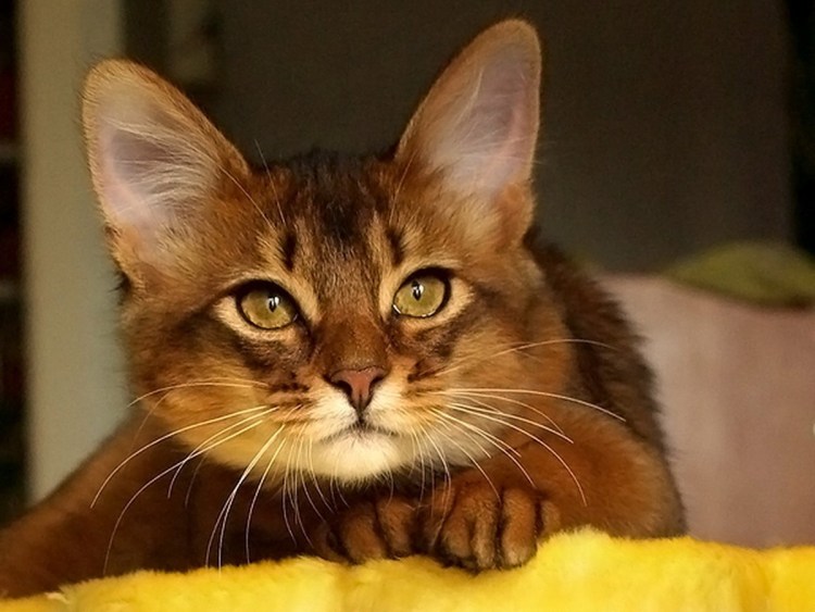 Абиссинская кошка