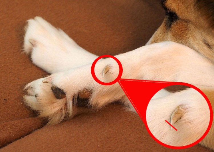 Стрижка ногтей у собак