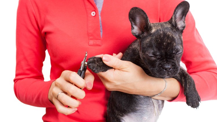 Стрижка когтей у французского бульдога