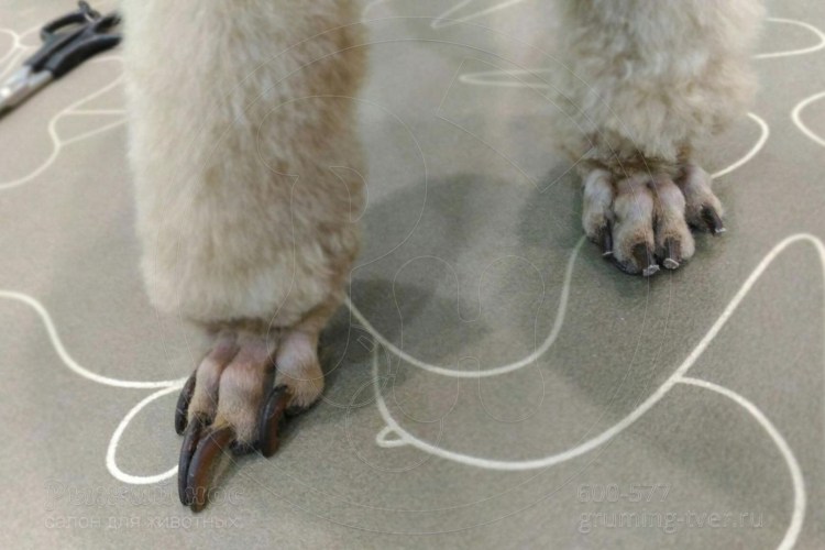 Стрижка когтей у собак