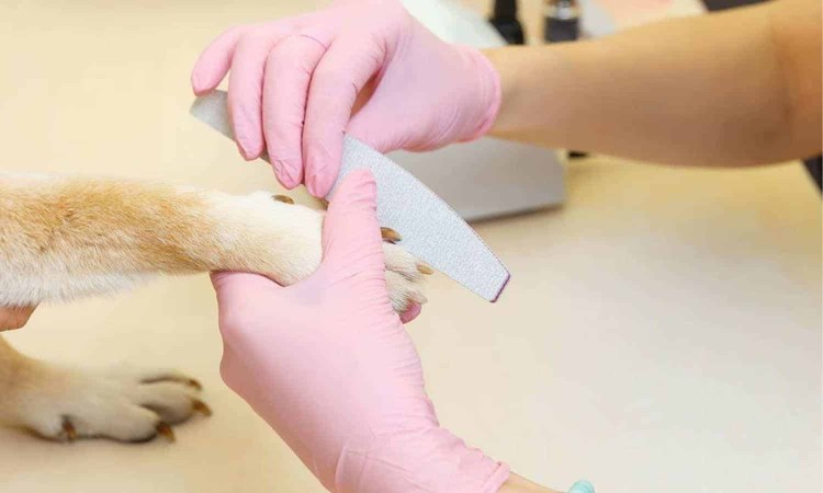 Подпиливание когтей у собак