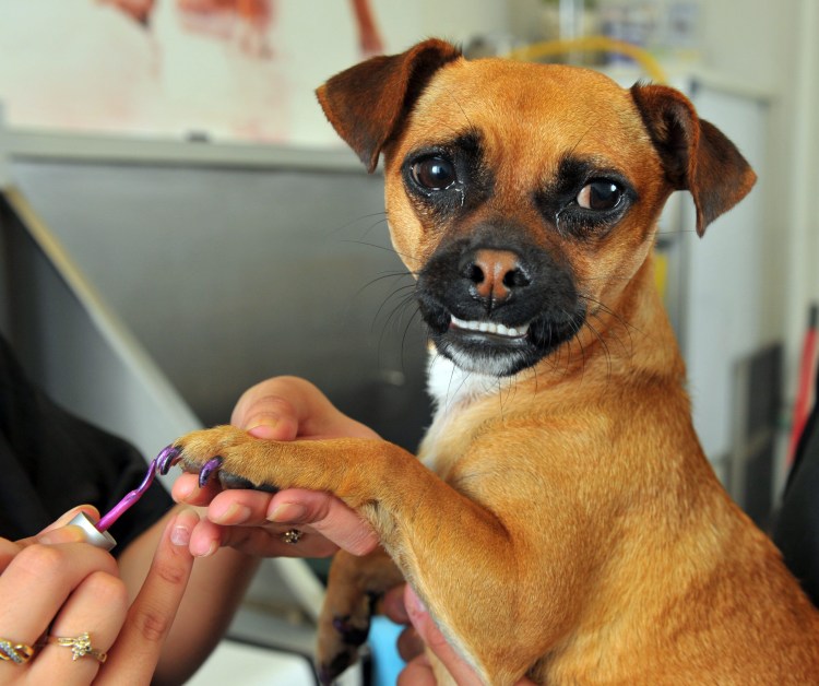 Маникюр с собаками