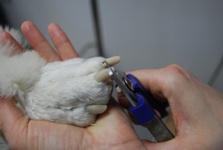Подстригание когтей у собак