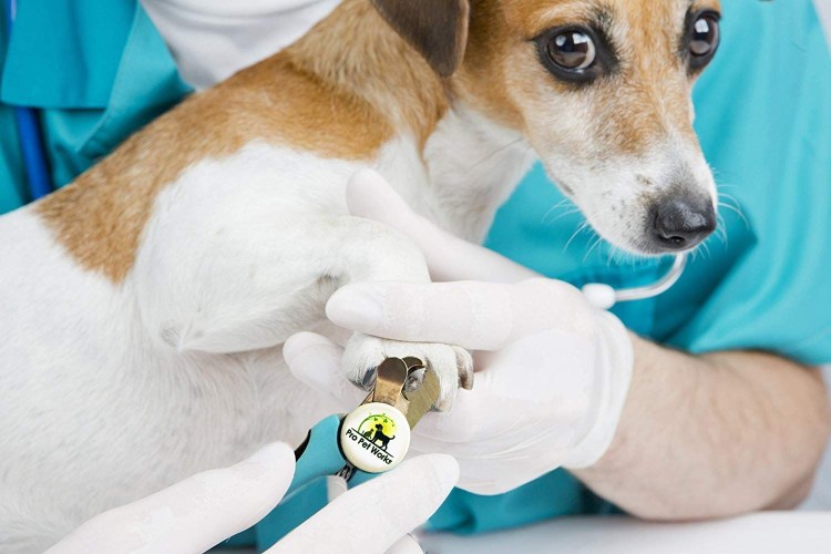 Правильная стрижка когтей у собак