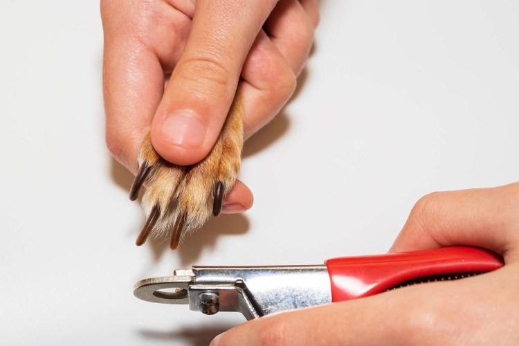 Стрижка когтей у собак