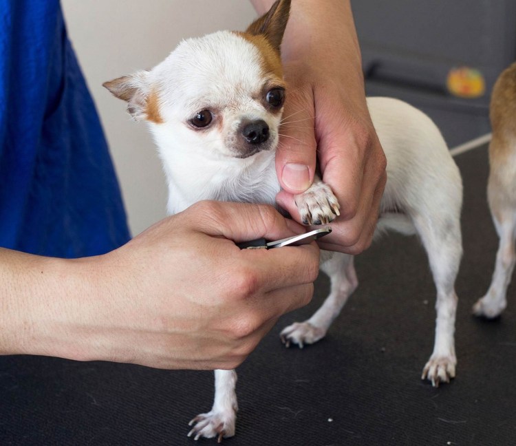 Груминг для чихуахуа гладкошерстные