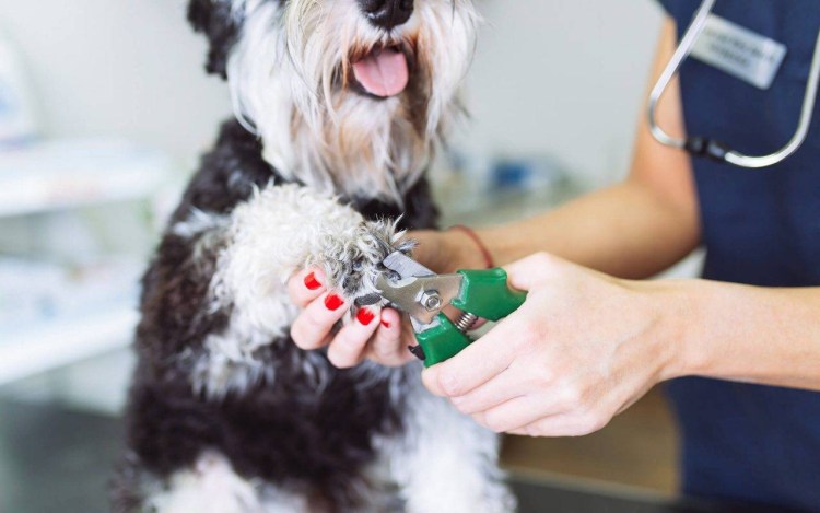 Стрижка когтей у собак