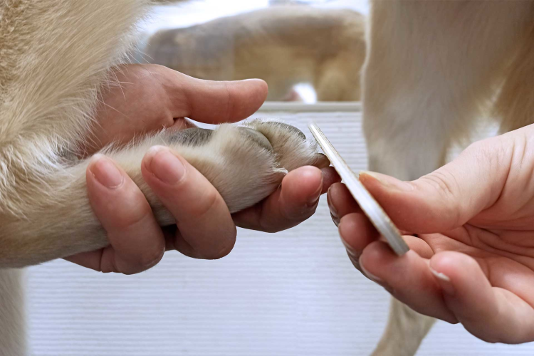 Стрижка когтей у собак