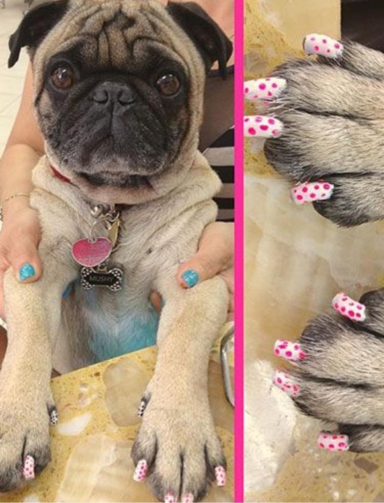 Маникюр с мопсом