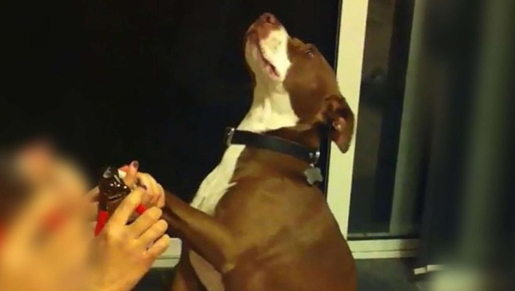 Собаке подстригают ногти смешное