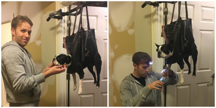 Подвесить собаку для стрижки