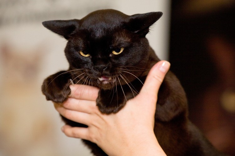 Бурманская короткошерстная кошка