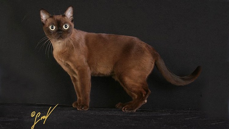 Бурма котята