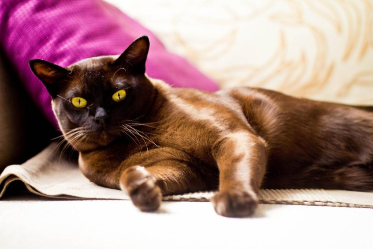 Американская Бурма котята