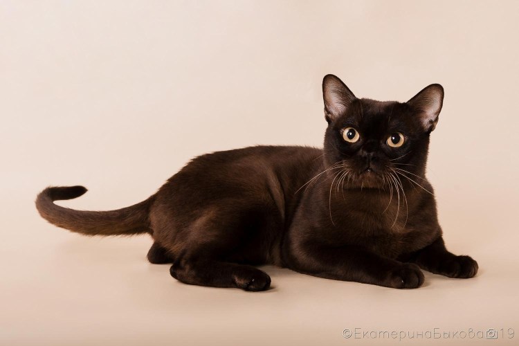 Бурманская кошка американская