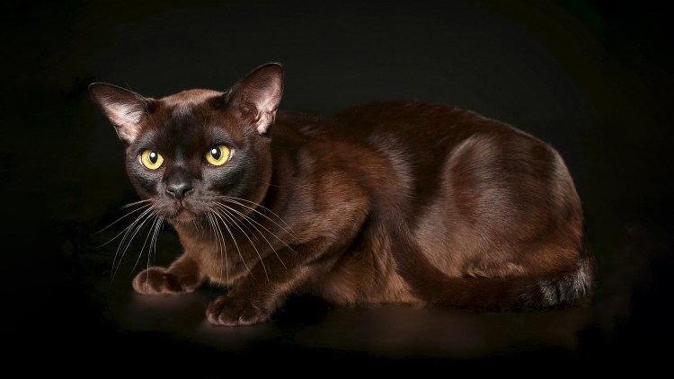 Европейская Бурма стандарты породы