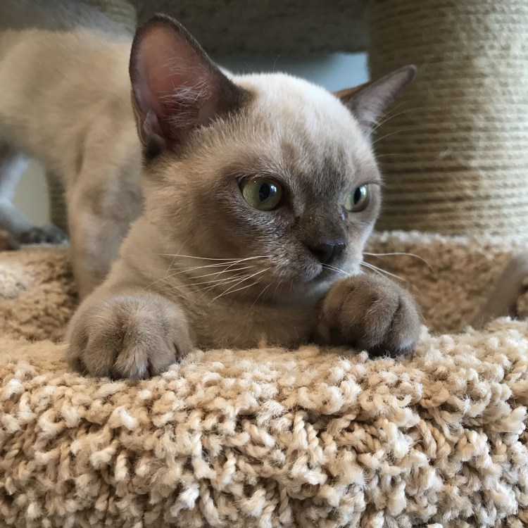 Кошка американская Бурма