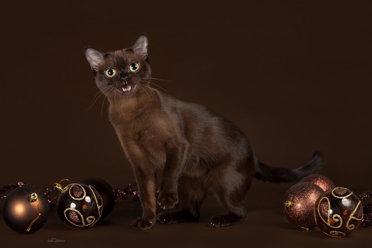 Европейская Бурманская кошка