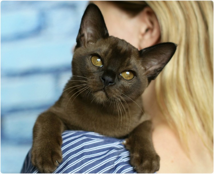 Порода кошек Бурма