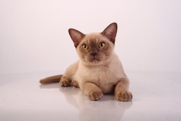 Американская и европейская Бурма