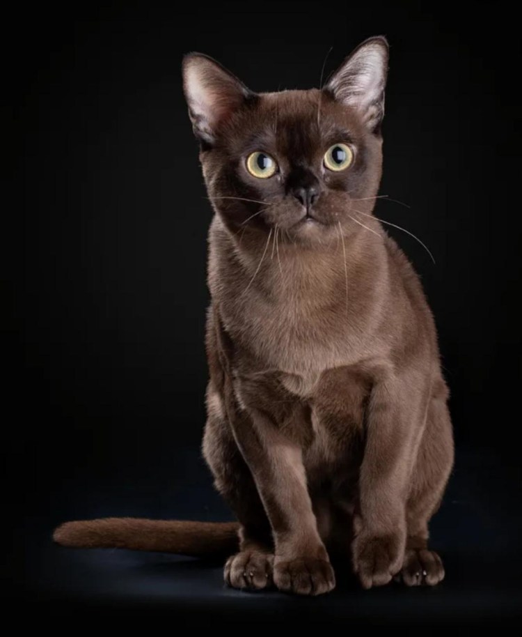 Котята породы Бурма