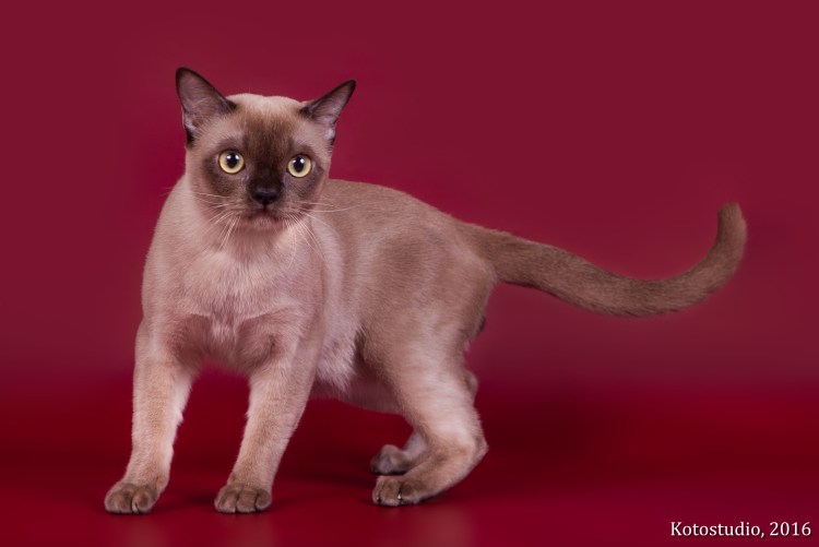 Бурманская кошка американская