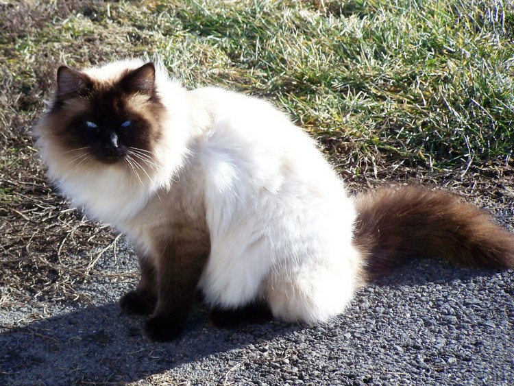 Балинез Балинезийская кошка