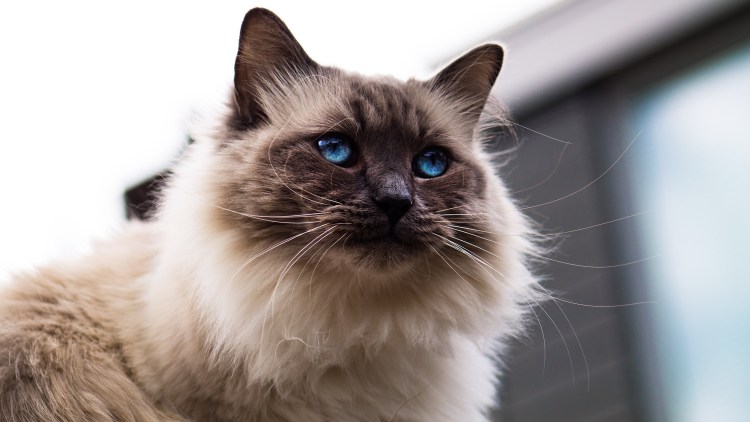 Тайская Балинезийская кошка