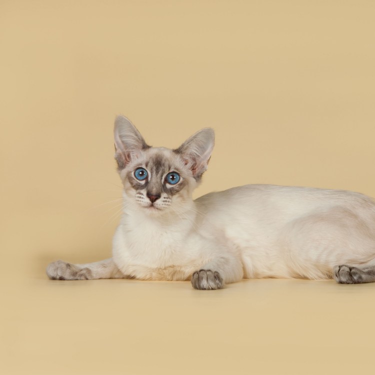 Сиамский балинезийский кот